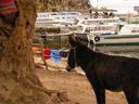 At the end of our 3 hour hike we were greeted by a donkey and our boat captain.